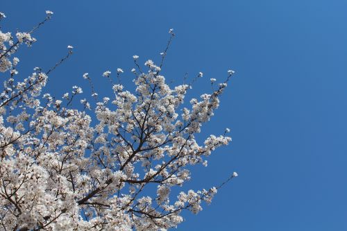 cherry flowers sky blue sky