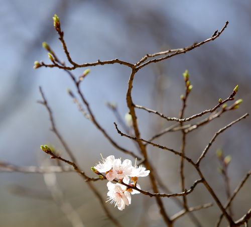 cherry flowers white flowers nature