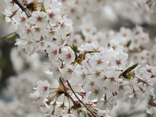 cherry flowers spring flowers