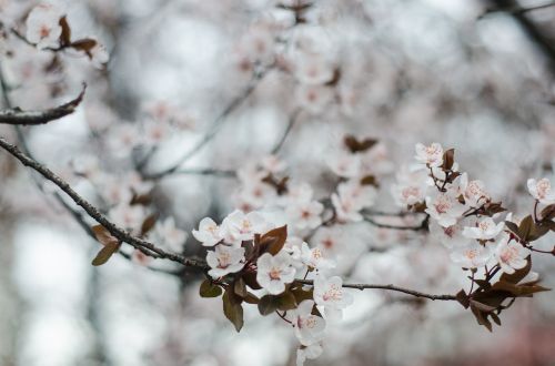 cherry flowers spring cherry blossom