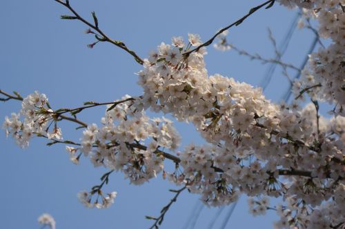 cherry flowers flowers spring flowers