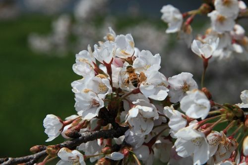 cherry flowers spring flowers april