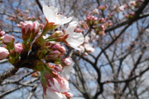 Cherry In Sky