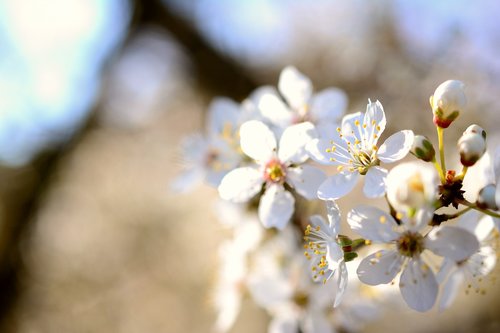 cherry plum  tree blossoms  white flowers