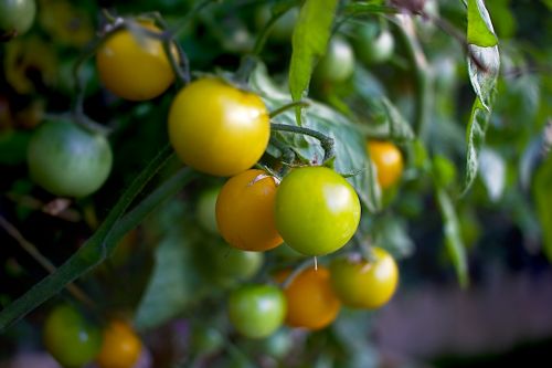 cherry tomato green vegetables