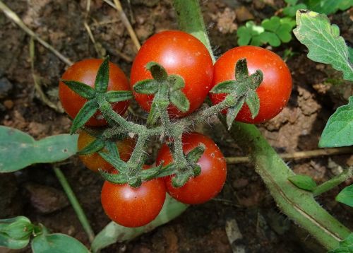 cherry tomato tomato fruit