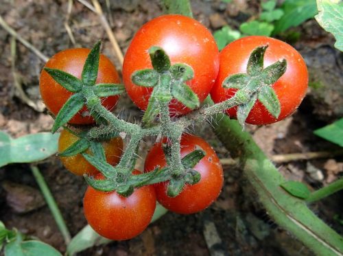 cherry tomato tomato fruit