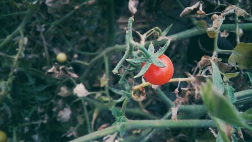cherry tomato nature food