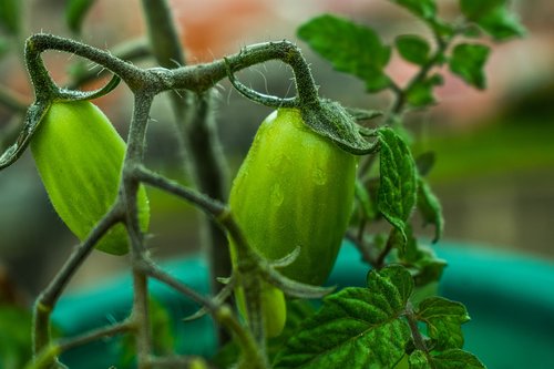 cherry tomato  green  cherry tomatoes