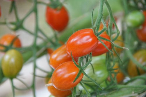 cherry tomatoes greenhouse vegetables