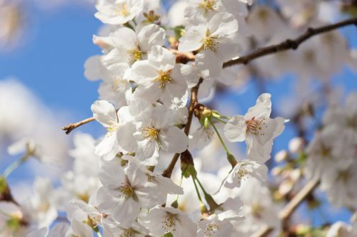 cherry tree spring japan
