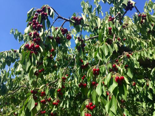 cherry tree cherries fruits