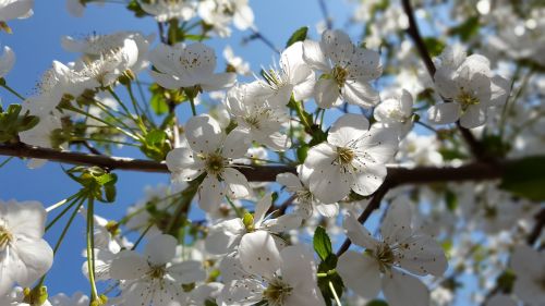 cherry tree cherry blossoms flowering tree