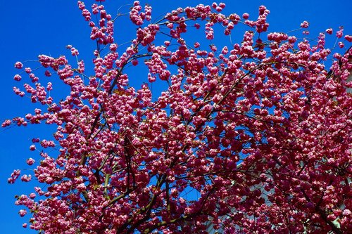 cherry tree  cherry blossom  nature