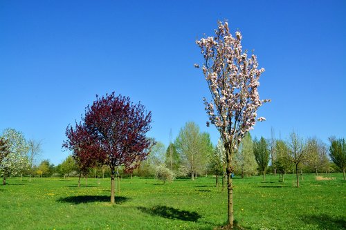 cherry tree  tree  blossom