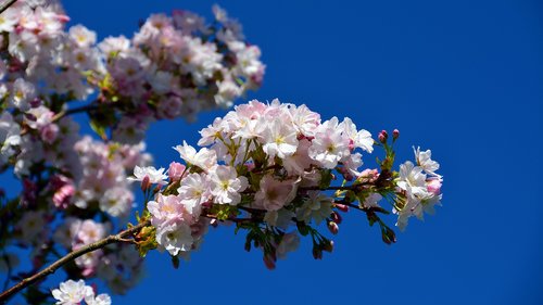 cherry tree  tree  blossom