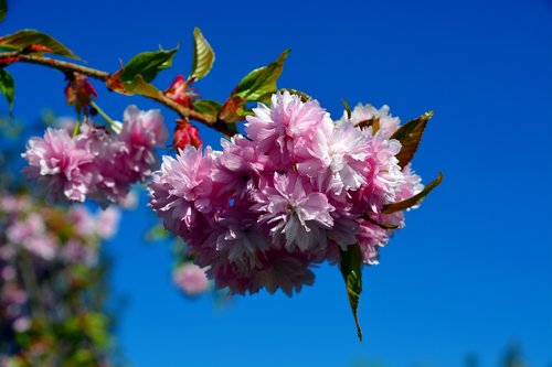 cherry tree  tree  blossom