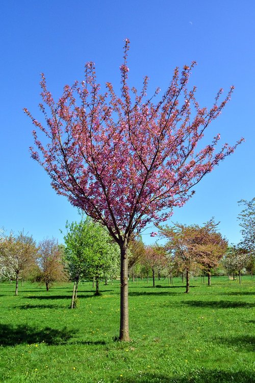 cherry tree  tree  nature