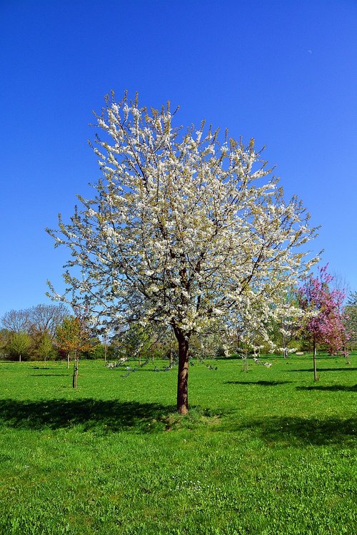 cherry tree  tree  nature