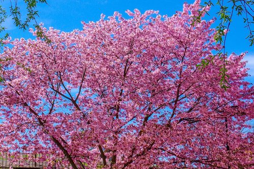 cherry tree  spring  bloom