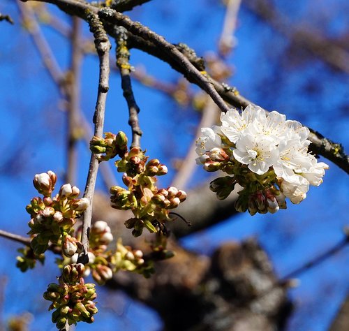 cherry tree  blossom  bloom