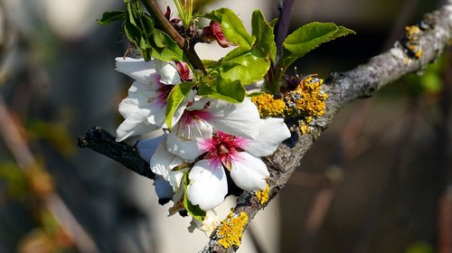 cherry tree  blossom  bloom