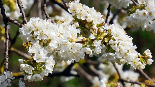 cherry tree  blossom  bloom