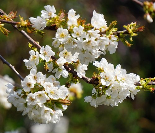 cherry tree  blossom  bloom