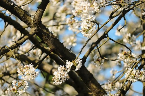 cherry tree  cherry blossoms  tree
