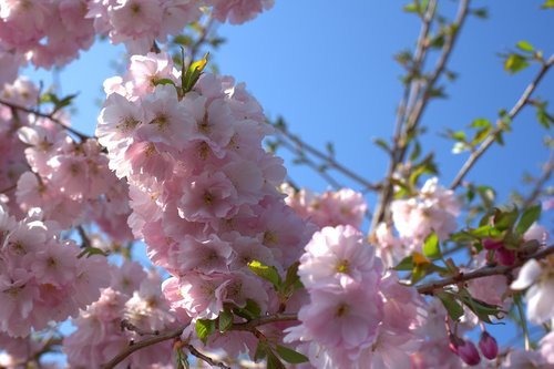 cherry tree  cherry blossom  spring