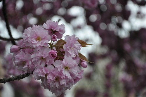 cherry tree  spring  blossom