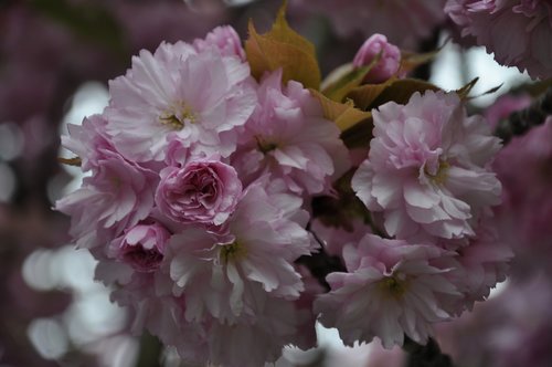 cherry tree  spring  blossom