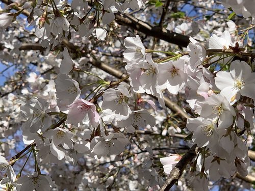cherry tree  cherry blossoms  spring
