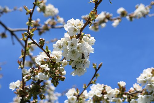 cherry tree  blossom  bloom