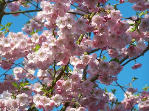 cherry tree blossom nature