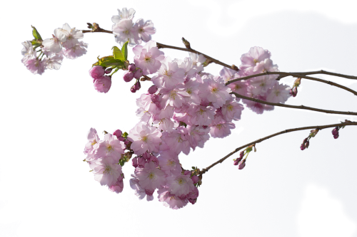 cherry tree flower tree