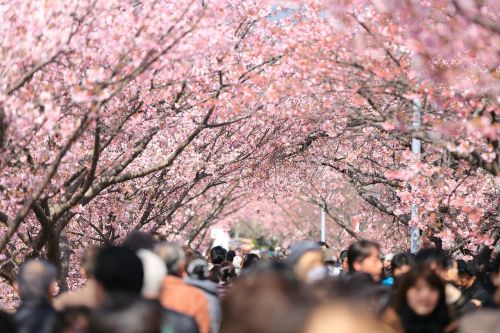 cherry tree blooming trees