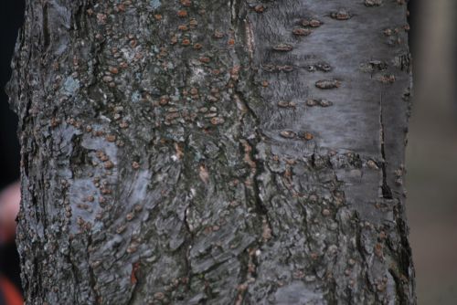 Cherry Tree Bark