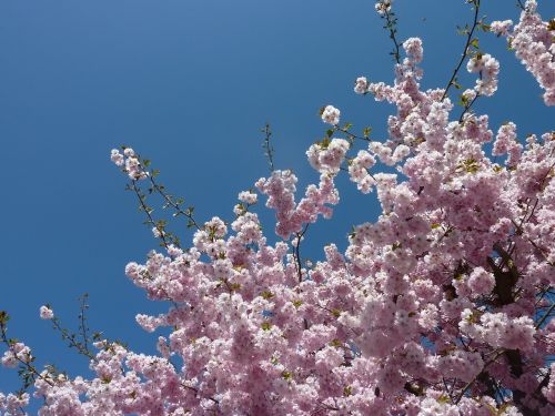 cherry tree blossom spring japanese cherry tree blooms