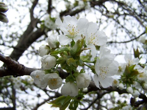 cherry tree flower white flower fruit tree