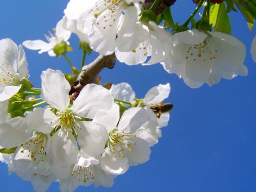 cherry tree flower white flower spring