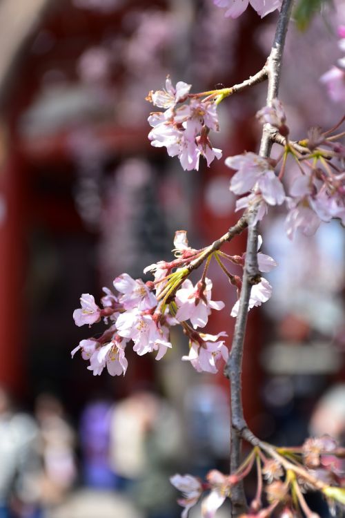 cherry tree flower japan tokiyo