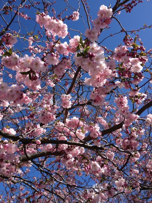 cherry trees kungsträdgården love