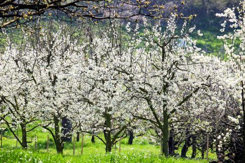 cherry trees bloom cherry blossoms