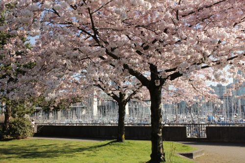 cherry trees spring cherry