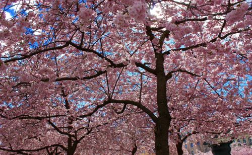 cherry trees cherry cherry blossom
