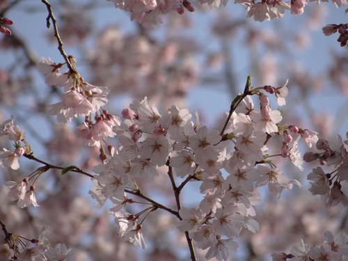 cherry trees  bloom  japan