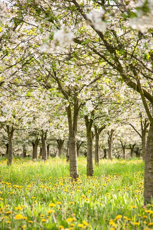 cherry trees  trees  cherries