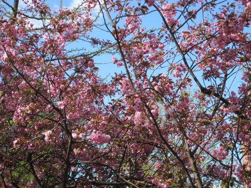 cherry wood spring flowers
