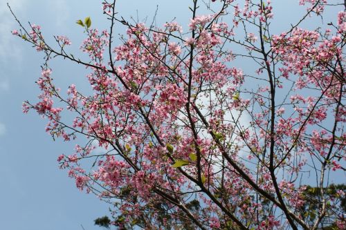 cherry wood branch tree